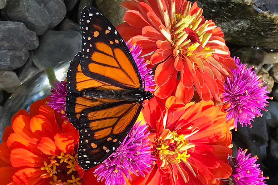 Monarch butterfly lands on pink and red flowers.