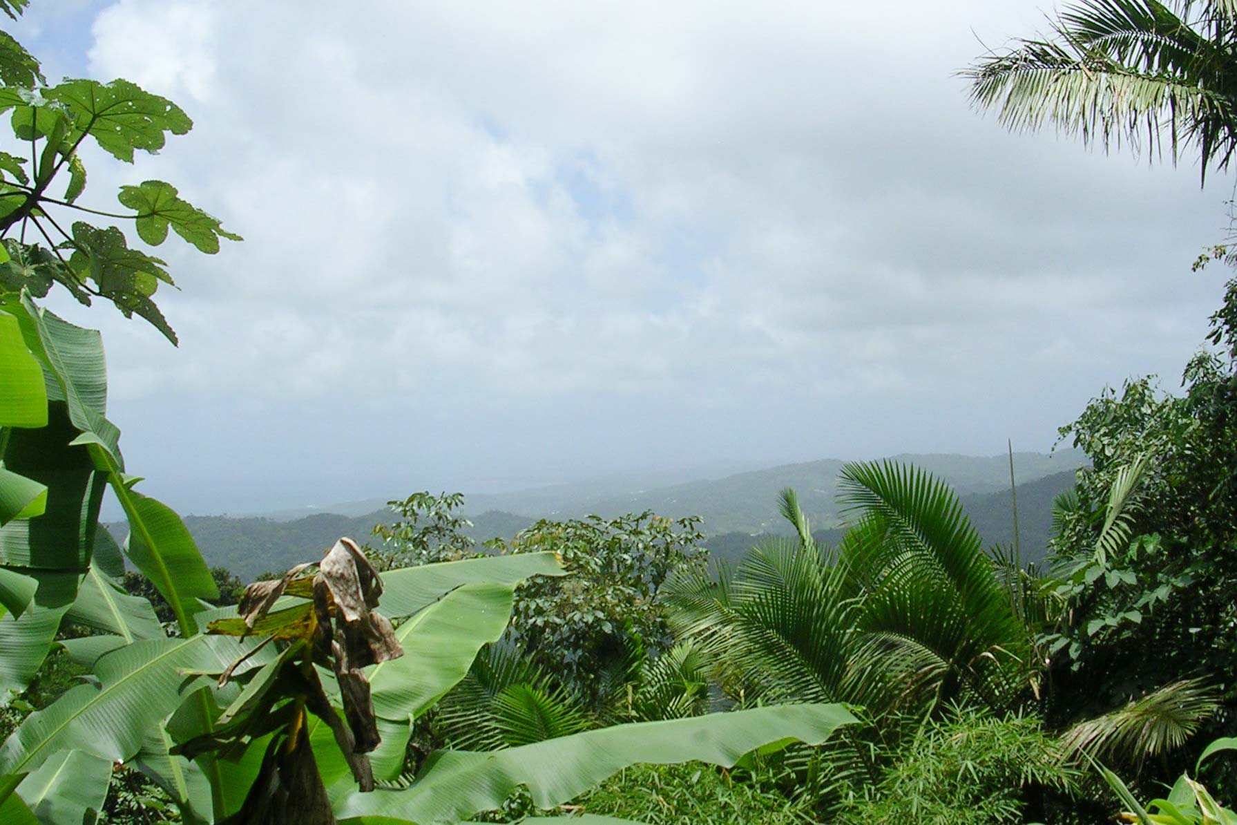 Costa Rica forest