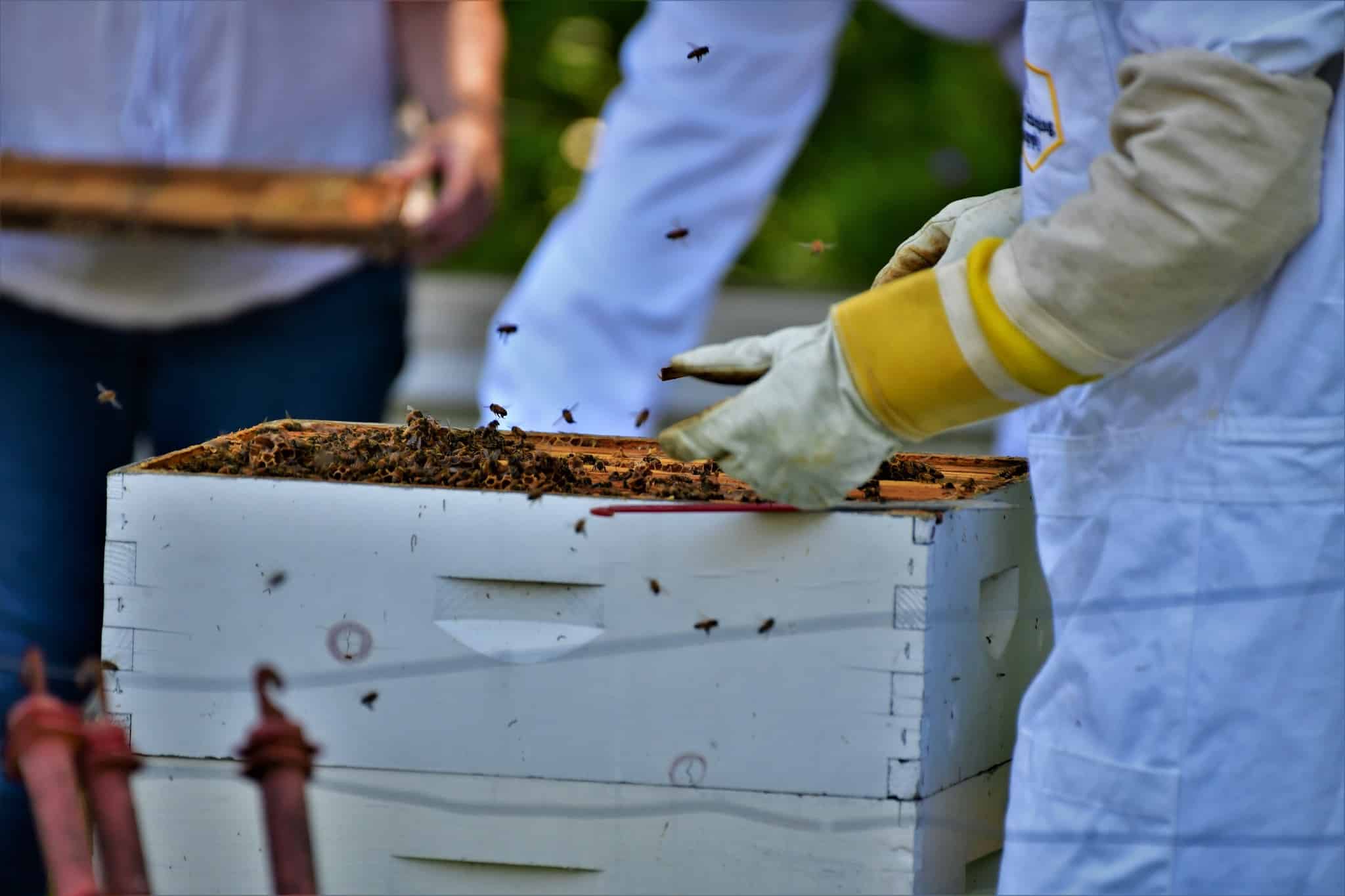 Keystone College beekeepers