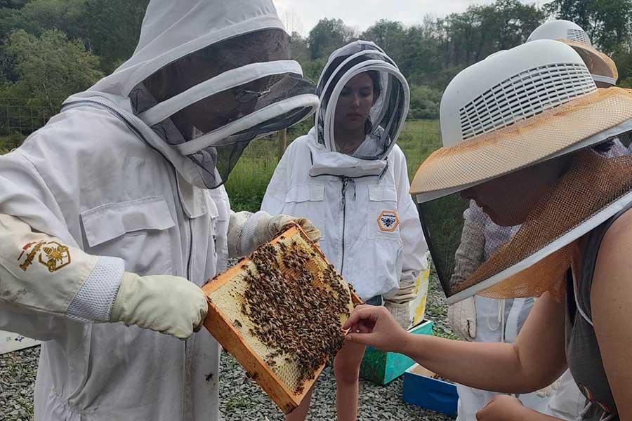 Beekeeping Advanced