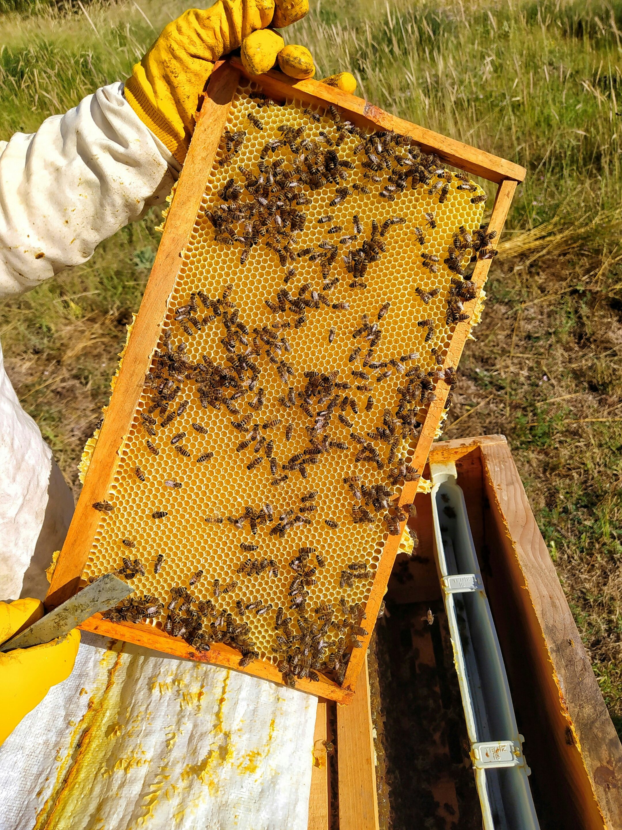 Beekeeping