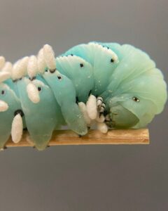 caterpillars of the hawkmoth Manduca sexta