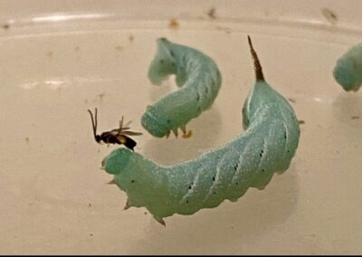 Assistant Professor Joseph Iacovazzi Published in Annals of the Entomological Society of America