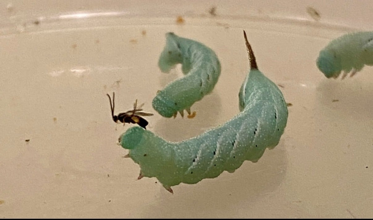 Assistant Professor Joseph Iacovazzi Published in Annals of the Entomological Society of America