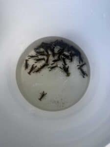Alex Warner and Crayfish research 2