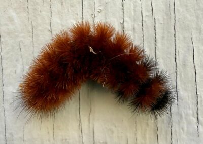 Woolly Bears on Campus: Folklore, Fall, and the Facts